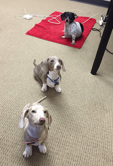 Some of our favorite Zen Planner pups, Blue, Amelia and Pepper