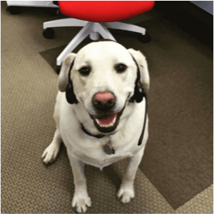 white lab red nose