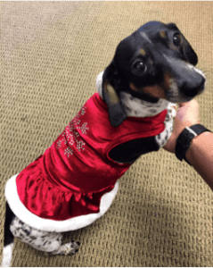 dog in a santa suit