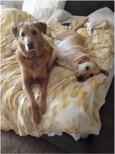two pups on a bed