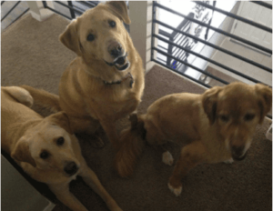 three pups in the hall